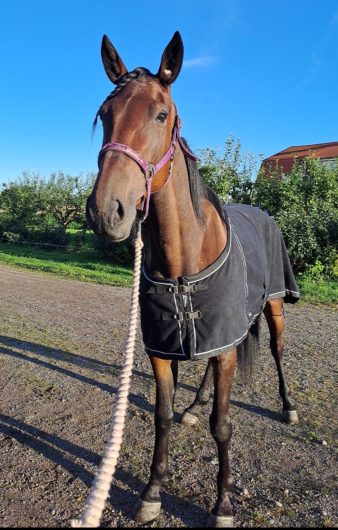 Fix Madame | Life after Racing
