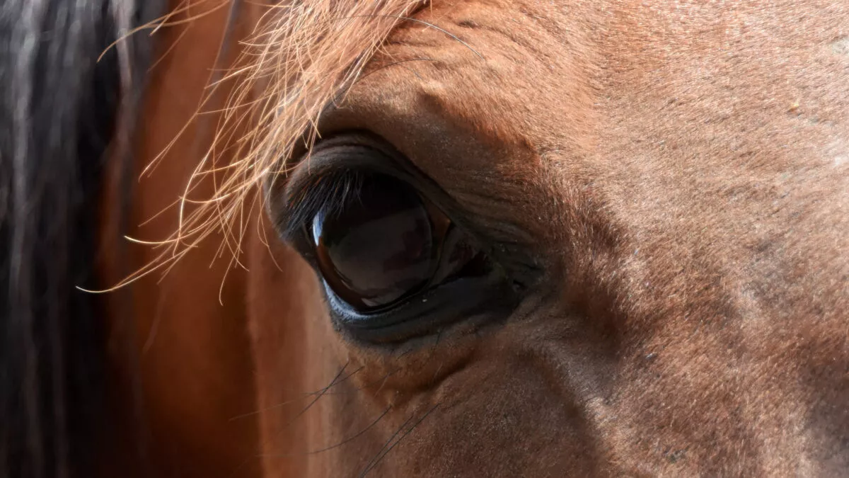 Horse face closeup