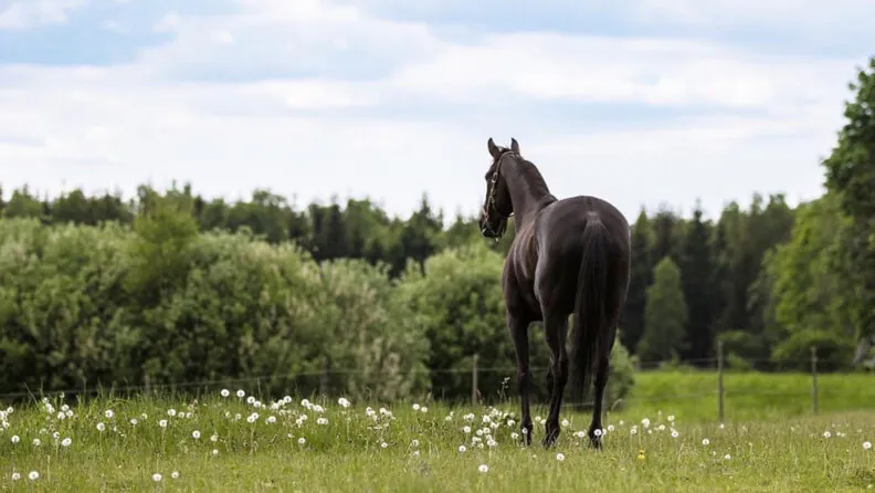 Image of Piraten