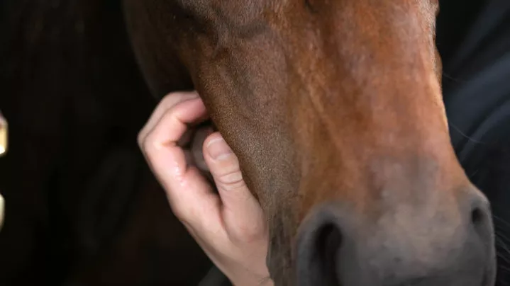 Image of hands touching horse